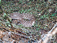 Western diamondback rattlesnake