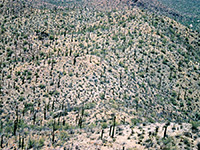 Cactus forest