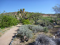 Chihuahuan Desert Loop