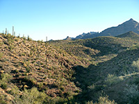 Cactus-covered hillside