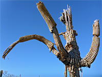 Dead saguaro branches