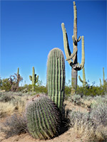 Ferocactus and saguaro