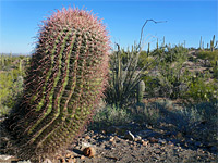 Aged ferocactus