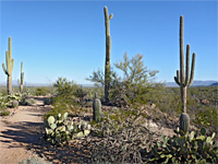 Cactus Wren and Manville Trails