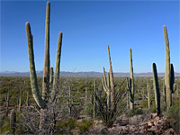 Group of saguaro