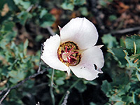 photograph