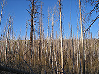 Trees along Cape Royal Road