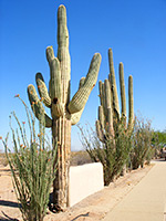 Line of saguaro