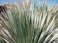 Common sotol leaves