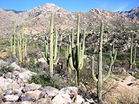 Many saguaro trunks