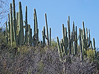 Saguaro above a dry wash