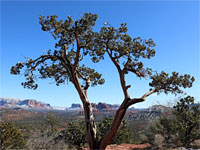 Tree and red rocks