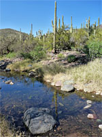 Tall saguaro