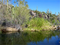 Mixed vegetation