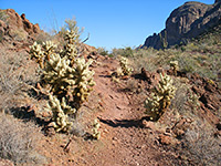 Teddy bear cholla beside a path