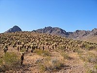 Teddy bear cholla on a hillside