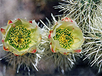 Cholla flowers