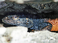 Head of a chuckwalla lizard