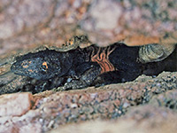 Chuckwalla lizard