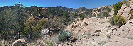 Bushes and flat rocks