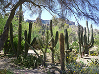 Columnar cacti