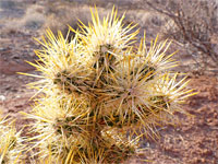 Cholla spines