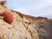 Ferocactus