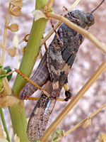 Pallid-winged grasshopper