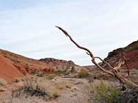 Protruding branch