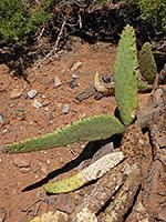 Cow's tongue cactus