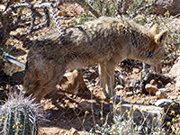 Coyote, along the Desert Loop