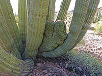 Small cristate growth