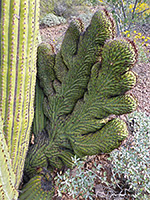 Cristate organ pipe growth