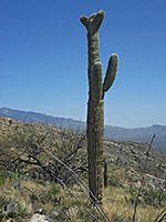 Saguaro