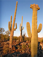 Cristate and regular saguaro