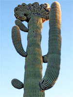 Cristate-topped saguaro