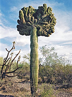 Cristate saguaro