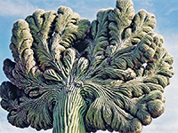 Top of a cristate saguaro