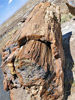 Petrified wood and bark