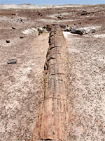 Long log