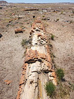 Crumbling log