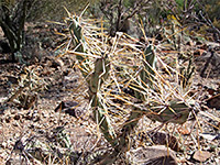 Cylindropuntia molesta