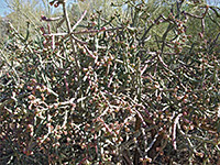 Cylindropuntia thurberi