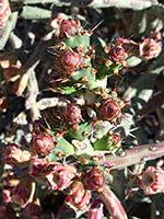 Cylindropuntia thurberi - buds