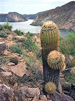 A ferocactus, above Canyon Lake