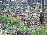 Mule deer and a saguaro
