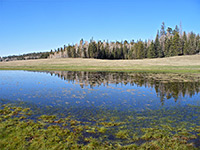 Pond in De Motte Park