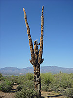 Dead saguaro branches