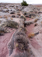 Partially buried log