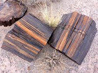Stripy petrified wood